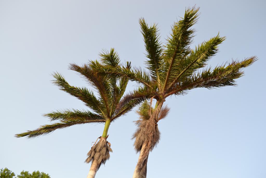Palm Trees Apartments يلمستاد الغرفة الصورة