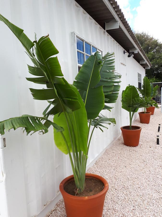 Palm Trees Apartments يلمستاد المظهر الخارجي الصورة
